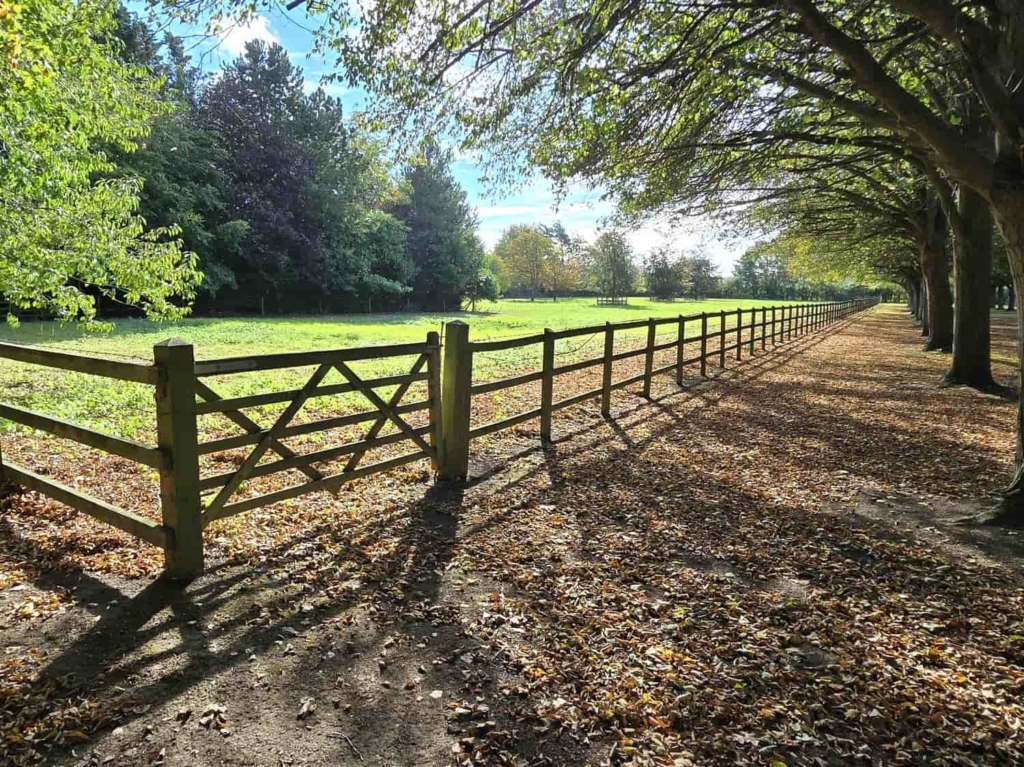 Post-and-rail fencing along the lime avenue and paddock at Loddon Hall, Norfolk