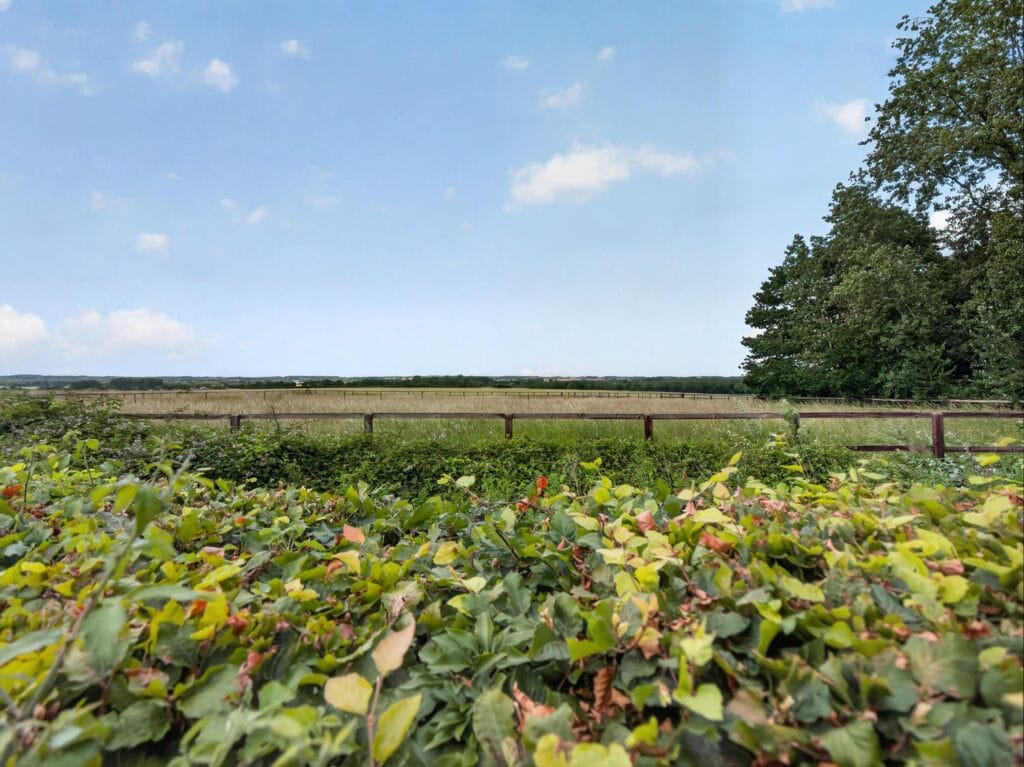 Open Norfolk countryside views beyond the property's hedgerow