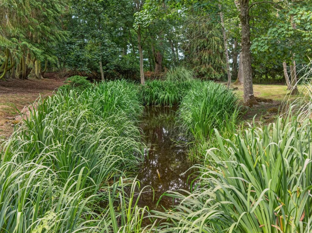 Natural stream and reed beds within the mature grounds