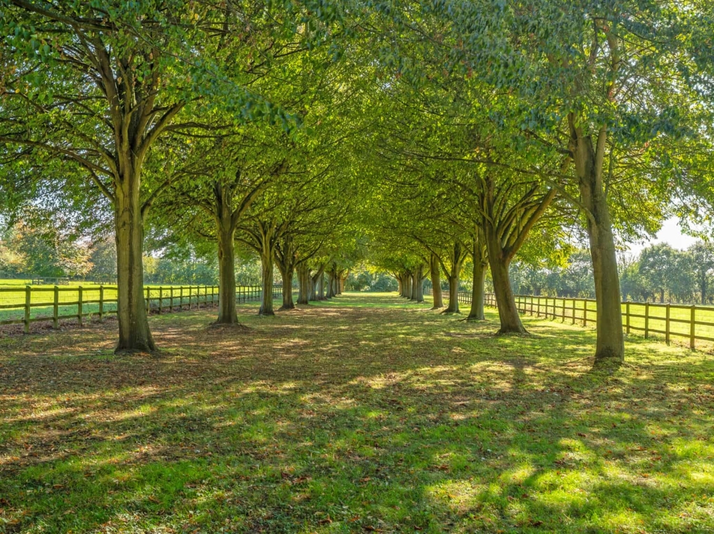 Lime tree avenue and post-and-rail paddock fencing at Loddon Hall, Norfolk