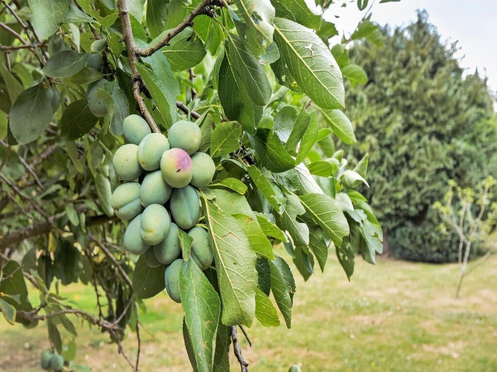 Close-up of ripening plums on fruit tree in the estate orchard