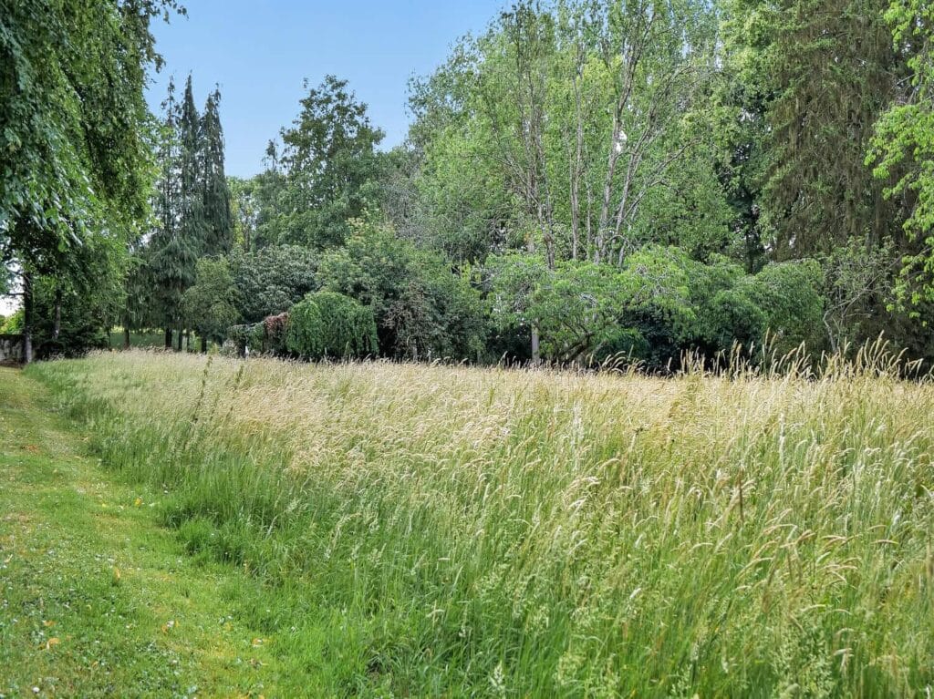 Natural meadow pathway bordered by long grasses and mature trees